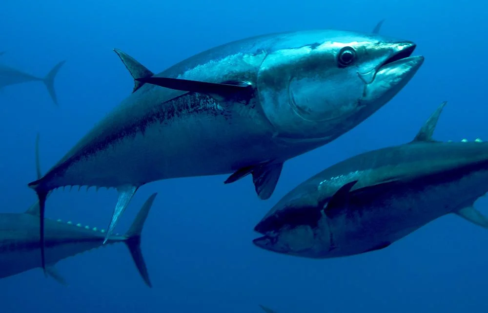 Sea Fish